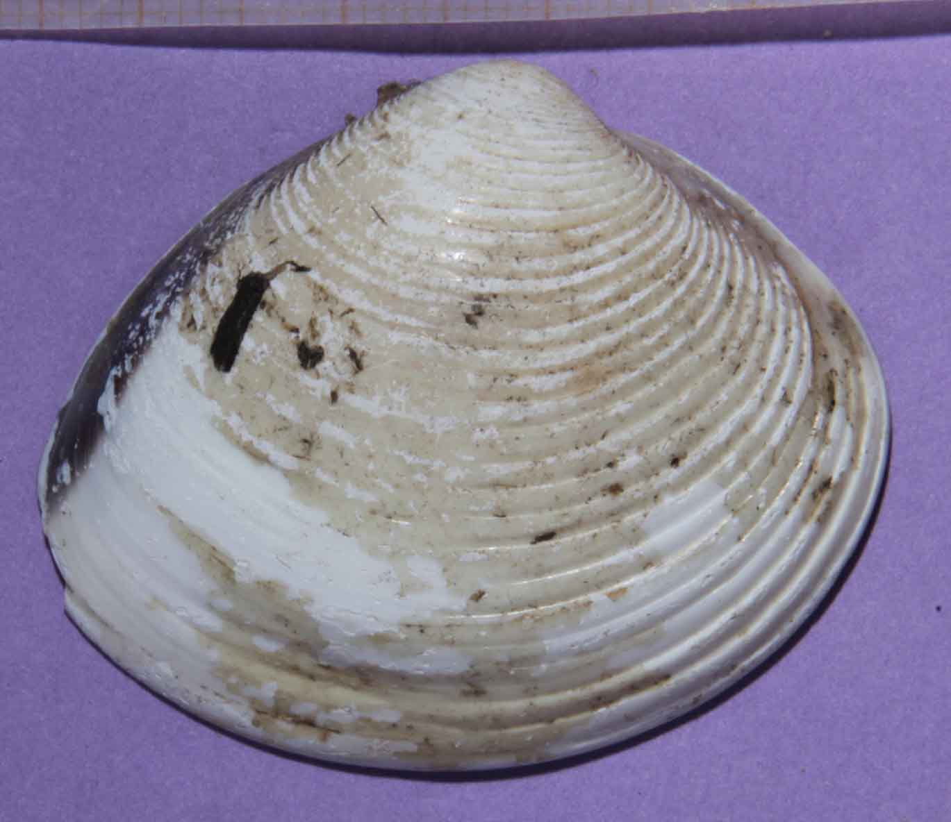 bivalve comacchio